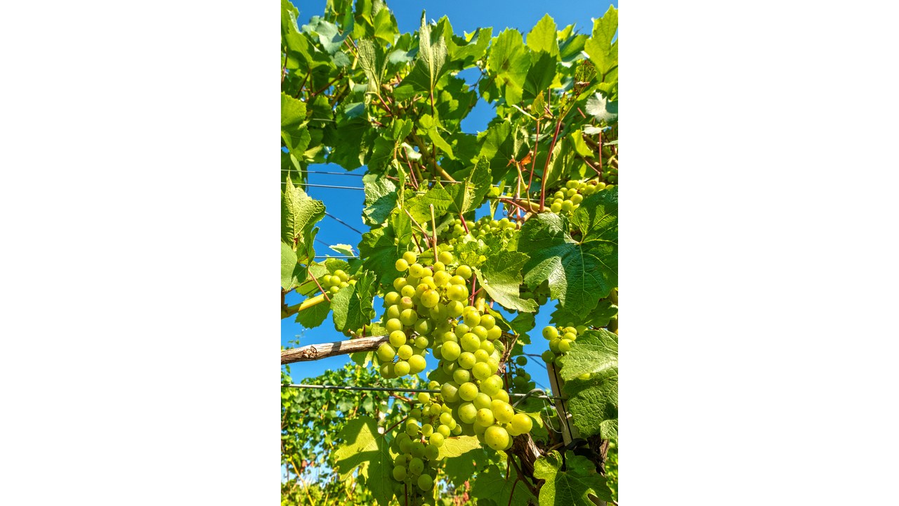 Grona chardonnay na krzewie