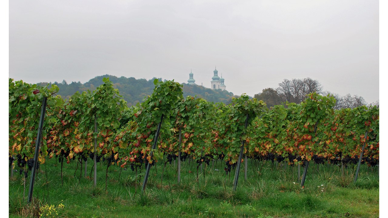 Rzędy winorośli na krakowskich Bielanach