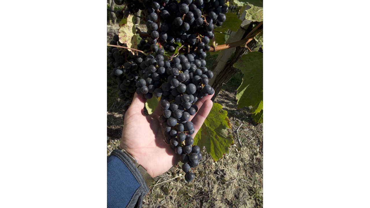 Dłoń podtrzymująca kiść pinot noir przy krzewie